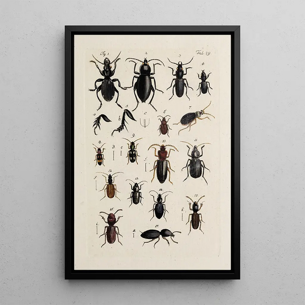Archives de l'histoire des insectes Pl31 - Johann Caspar Füssli — framed artwork on a wall
