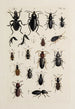 Archives de l'histoire des insectes Pl31 - Johann Caspar Füssli — artwork view