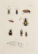 Archives of the history of insects Pl32 - Johann Caspar Füssli — artwork view