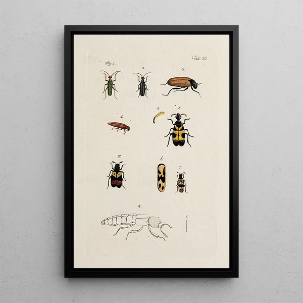 Archives of the history of insects Pl32 - Johann Caspar Füssli — framed artwork on a wall