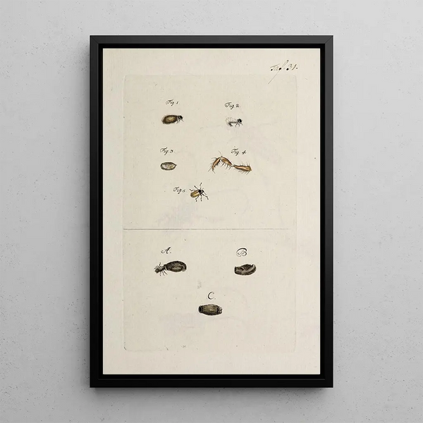 Archives de l'histoire des insectes Pl33 - Johann Caspar Füssli — framed artwork on a wall
