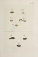 Archives de l'histoire des insectes Pl33 - Johann Caspar Füssli — artwork view