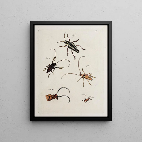 Archives of the history of insects Pl34 - Johann Caspar Füssli — framed artwork on a wall