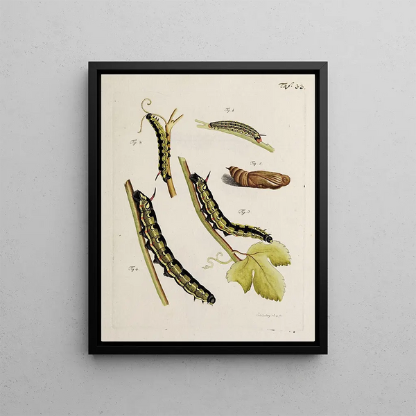 Archives de l'histoire des insectes Pl35 - Johann Caspar Füssli — framed artwork on a wall