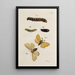 Archives de l'histoire des insectes Pl36 - Johann Caspar Füssli — framed artwork on a wall