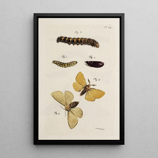 Archives de l'histoire des insectes Pl36 - Johann Caspar Füssli — framed artwork on a wall