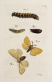 Archives de l'histoire des insectes Pl36 - Johann Caspar Füssli — artwork view