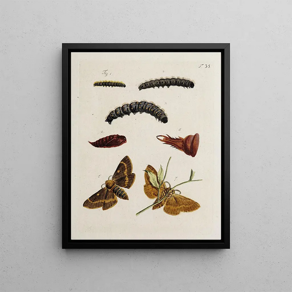 Archives de l'histoire des insectes Pl37 - Johann Caspar Füssli — framed artwork on a wall