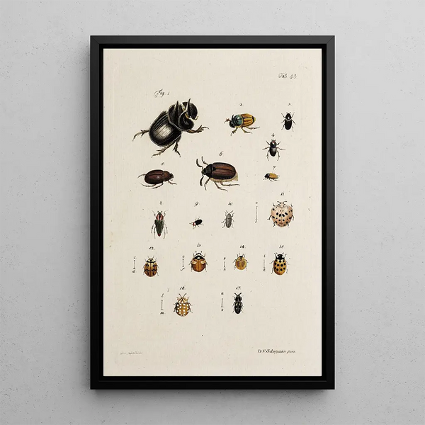 Archives de l'histoire des insectes Pl38 - Johann Caspar Füssli — framed artwork on a wall