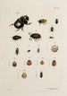 Archives de l'histoire des insectes Pl38 - Johann Caspar Füssli — artwork view
