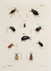 Archives de l'histoire des insectes Pl39 - Johann Caspar Füssli — artwork view