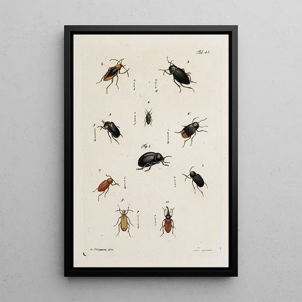 Archives de l'histoire des insectes Pl39 - Johann Caspar Füssli — framed artwork on a wall