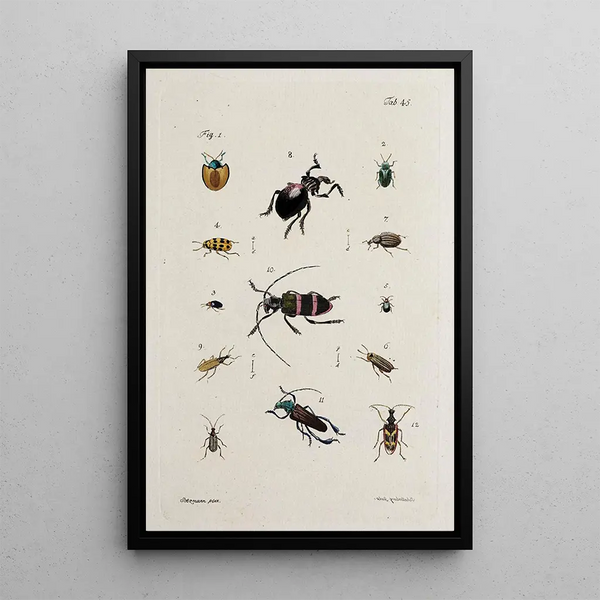 Archives of the history of insects Pl40 - Johann Caspar Füssli — framed artwork on a wall