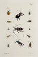 Archives of the history of insects Pl40 - Johann Caspar Füssli — artwork view