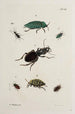 Archives de l'histoire des insectes Pl41 - Johann Caspar Füssli — artwork view