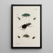 Archives de l'histoire des insectes Pl41 - Johann Caspar Füssli — framed artwork on a wall