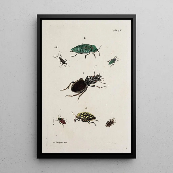 Archives de l'histoire des insectes Pl41 - Johann Caspar Füssli — framed artwork on a wall