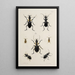 Archives de l'histoire des insectes Pl42 - Johann Caspar Füssli — framed artwork on a wall