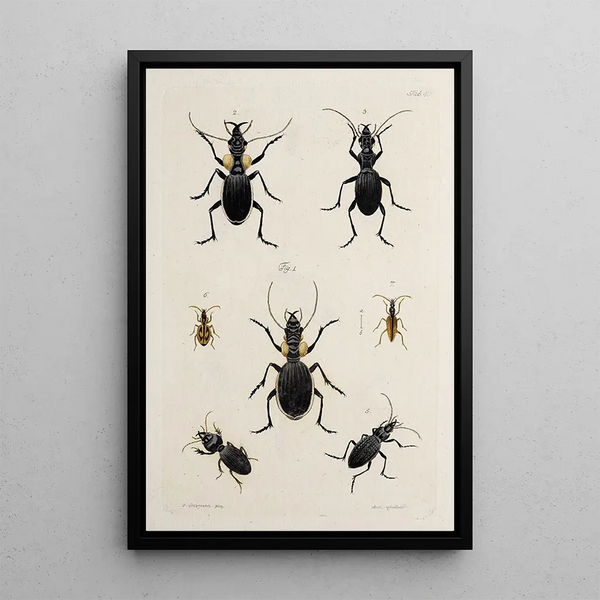 Archives de l'histoire des insectes Pl42 - Johann Caspar Füssli — framed artwork on a wall