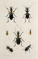 Archives de l'histoire des insectes Pl42 - Johann Caspar Füssli — artwork view