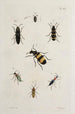 Archives de l'histoire des insectes Pl43 - Johann Caspar Füssli — artwork view