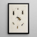Archives de l'histoire des insectes Pl43 - Johann Caspar Füssli — framed artwork on a wall