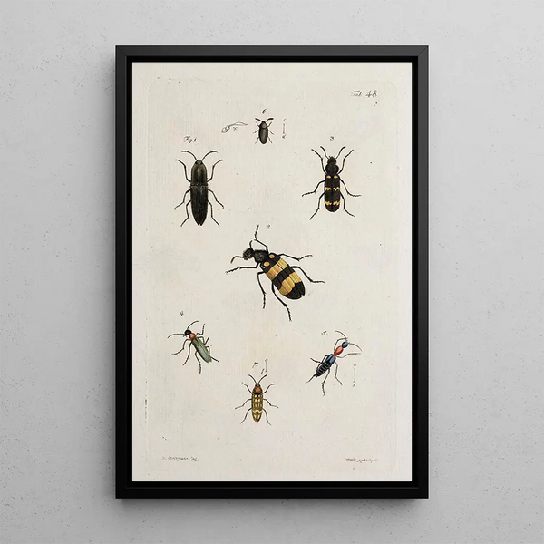 Archives de l'histoire des insectes Pl43 - Johann Caspar Füssli — framed artwork on a wall