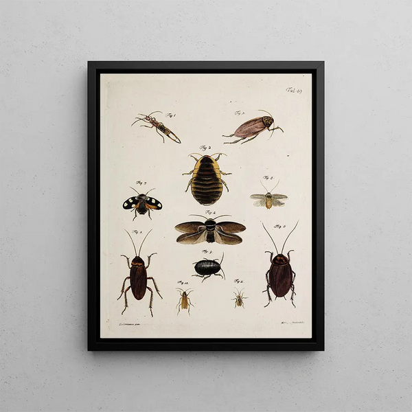 Archives of Insect History Pl44 - Johann Caspar Füssli — framed artwork on a wall