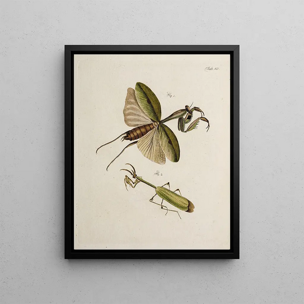 Archives de l'histoire des insectes Pl45 - Johann Caspar Füssli — framed artwork on a wall
