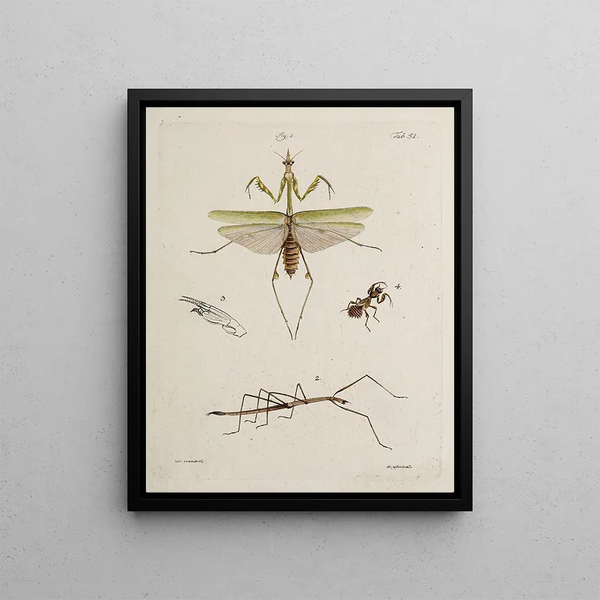 Archives de l'histoire des insectes Pl46 - Johann Caspar Füssli — framed artwork on a wall