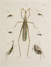 Archives de l'histoire des insectes Pl47 - Johann Caspar Füssli — artwork view