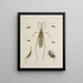 Archives de l'histoire des insectes Pl47 - Johann Caspar Füssli — framed artwork on a wall