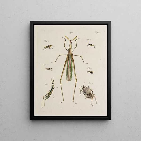 Archives de l'histoire des insectes Pl47 - Johann Caspar Füssli — framed artwork on a wall