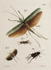 Archives of the history of insects Pl48 - Johann Caspar Füssli — artwork view