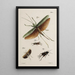 Archives of the history of insects Pl48 - Johann Caspar Füssli — framed artwork on a wall