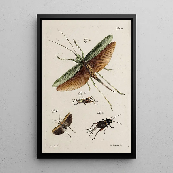 Archives of the history of insects Pl48 - Johann Caspar Füssli — framed artwork on a wall