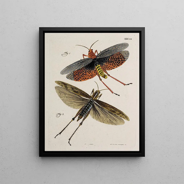 Archives de l'histoire des insectes Pl49 - Johann Caspar Füssli — framed artwork on a wall