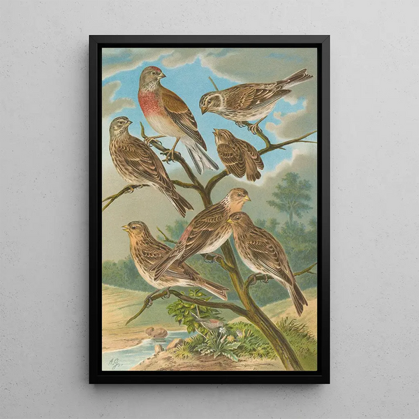 Acanthis cannabina Acanthis flavirostris - Johann Friedrich Naumann — framed artwork on a wall