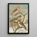Acanthis cannabina Fringilla montifringilla - Johann Friedrich Naumann — framed artwork on a wall