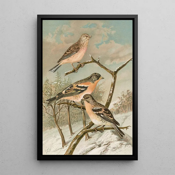 Acanthis cannabina Fringilla montifringilla - Johann Friedrich Naumann — framed artwork on a wall