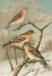 Acanthis cannabina Fringilla montifringilla - Johann Friedrich Naumann — artwork view