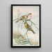 Acanthis linaria - Johann Friedrich Naumann — framed artwork on a wall