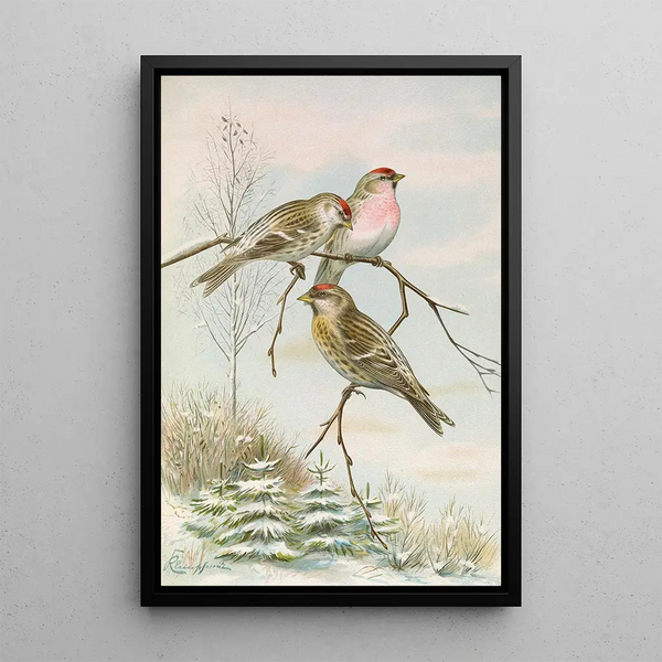 Acanthis linaria - Johann Friedrich Naumann — framed artwork on a wall