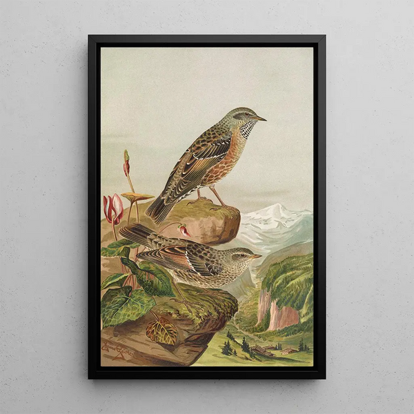 Accentor collaris - Johann Friedrich Naumann — framed artwork on a wall