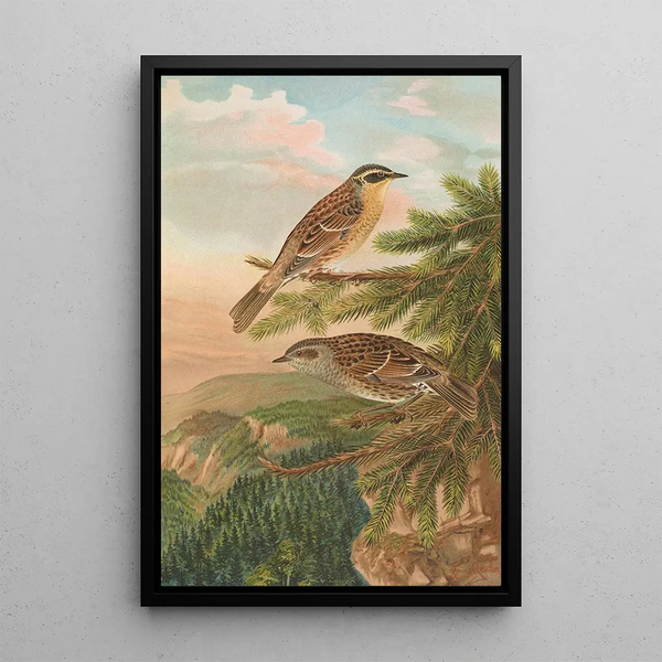 Accentor modularis Accentor montanellus - Johann Friedrich Naumann — framed artwork on a wall