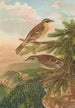 Accentor modularis Accentor montanellus - Johann Friedrich Naumann — artwork view