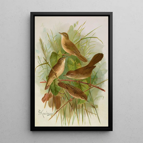Acrocephalus agricolus Jardon Cettia cetti Marm Locustella lanceolata - Johann Friedrich Naumann — framed artwork on a wall