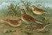Alauda arvensis, Calandrella brachydactyla, Calandrella pispoletta - Johann Friedrich Naumann — artwork view