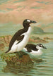 Alca impennis L Riesenalk - Johann Friedrich Naumann — artwork view