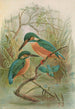 Alcedo ispida - Johann Friedrich Naumann — artwork view